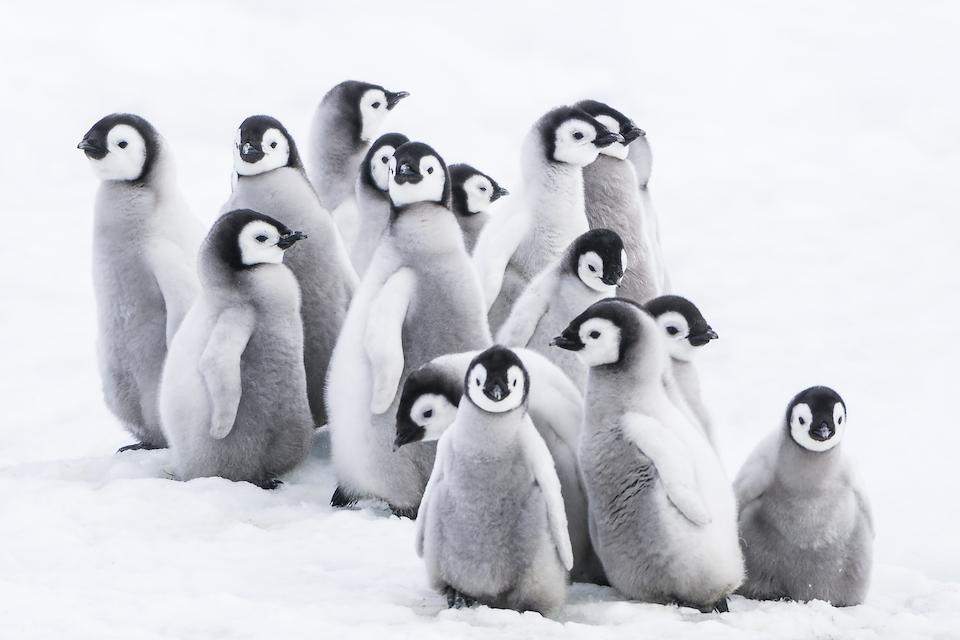 Szenenbild Die Reise der Pinguine 2
