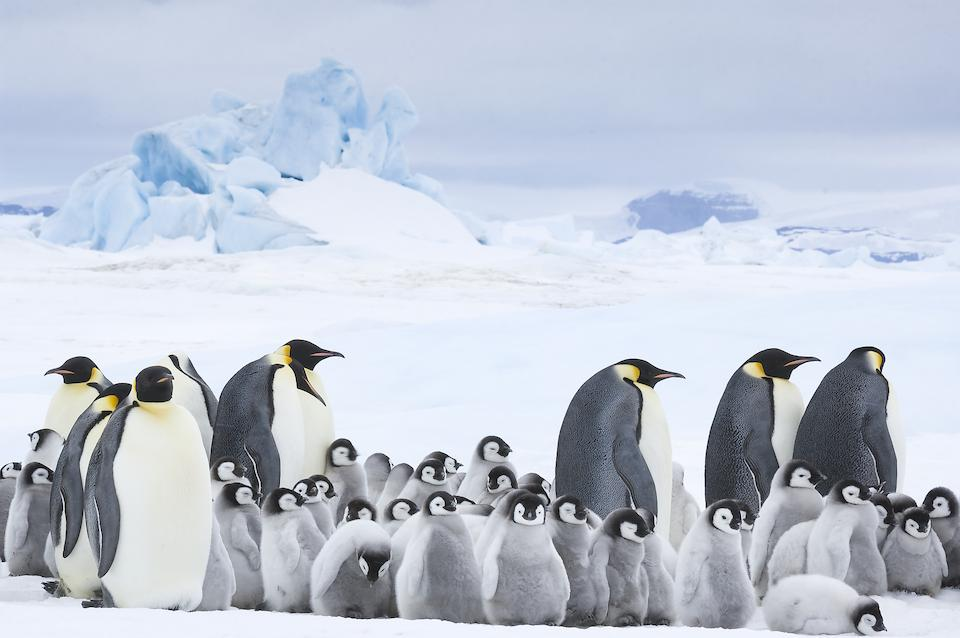 Szenenbild Die Reise der Pinguine 2