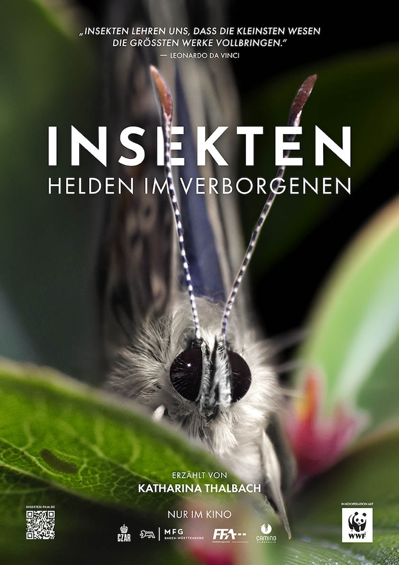 Hauptfoto Insekten – Helden im Verborgenen